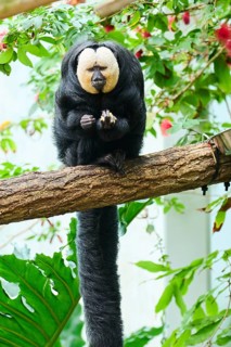 White-faced saki (Pithecia pithecia), male, portrait, captive, Germany