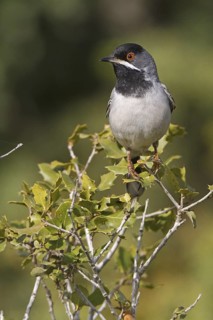 Rüppell's Warbler (Sylvia ruppeli) male, Silifke, Turkey