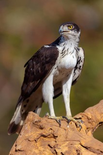 African Hawk-eagle, Acacia eagle, (Aquila spilogaster), perch, Tendaba camp / Tendaba photo hid,