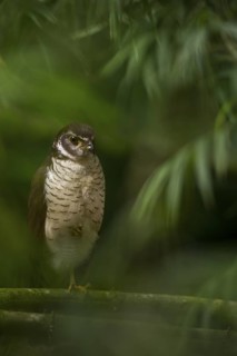 Barred forest falcon in cloud forest