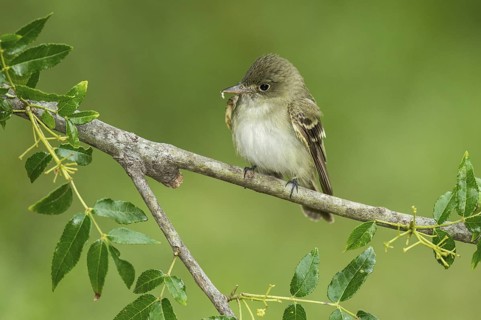 Acadian Flycatcher (Empidonax virescens) perched on a branch, Texas, USA