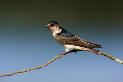 Tree Martin (Petrochelidon nigricans) perched on a twig, Victoria, Australia