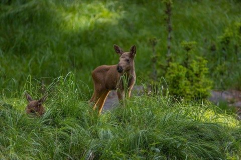 Two baby moose or elk, Alces alces, (19 days old, born May 8, 2020 on a meadow with tall fresh