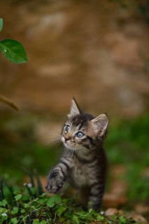 A small tabby kitten cautiously explores a lush garden, with its striking blue eyes wide open in