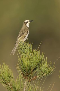 Tawny-crowned Honeyeater (Gliciphila melanops), Victoria, Australia