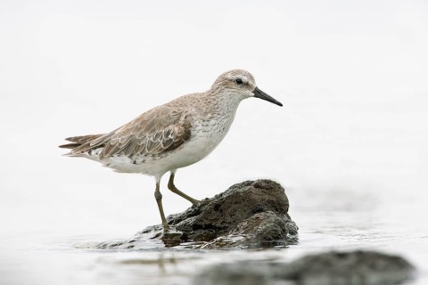 Red Knot (Calidris canutus), Victoria, Australia
