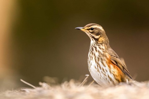 Redwing (Turdus iliacus), Aragon, Spain