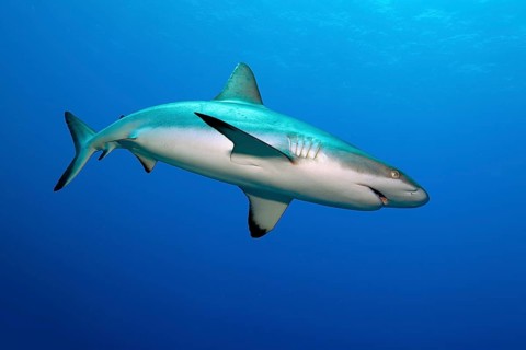 Underwater photo of large specimen Grey reef shark (Carcharhinus amblyrhynchos) large shark