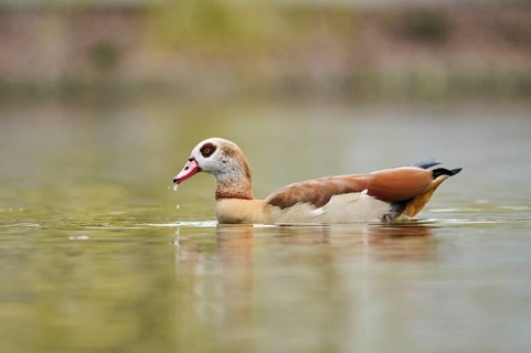 Egyptian goose (Alopochen aegyptiaca) swimming in the water, Bavaria, Germany
