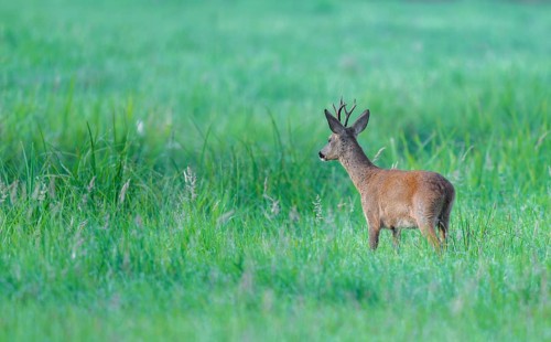 Roe deer (Capreolus capreolus), roebuck standing in a meadow, wildlife, Lower Saxony, Germany