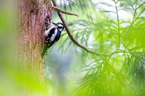 Great spotted woodpecker (Dendrocopos major), female feeds almost fledged young bird in the