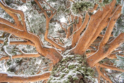 Close-up view of snow-covered Aleppo pine branches in Guadarrama National Park, Spain. The