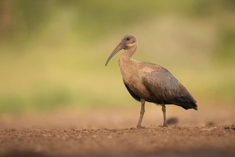 Hadada Ibis (Bostrychia hagedash), South Africa