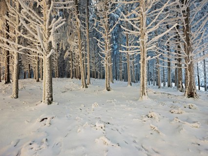 Forest in the snow and hoarfrost, Horben, Beinwil, Freiamt, Canton Aargau, Switzerland