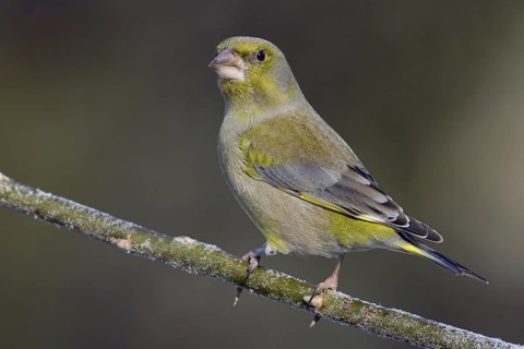 European Greenfinch (Chloris chloris), Saxony-Anhalt, Germany