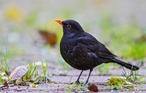 Common Blackbird (Turdus merula) male perched on the ground, Bavaria, Germany
