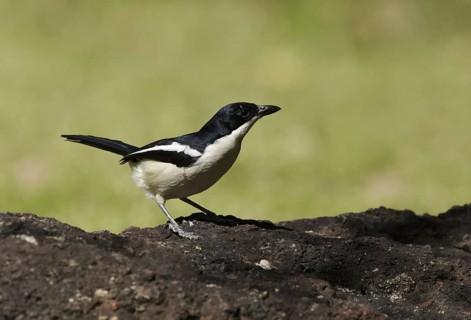 Tropical Boubou (Laniarius major), Chobe, Botswana