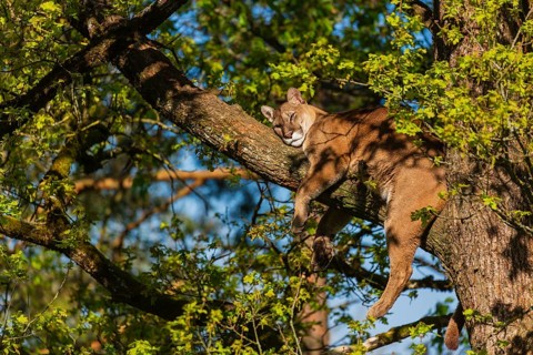 One adult cougar, Puma concolor, rests on a big branch high up in an oak tree