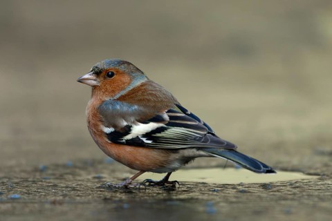 Vink drinkend op ijs, Common chaffinch drinking on ice