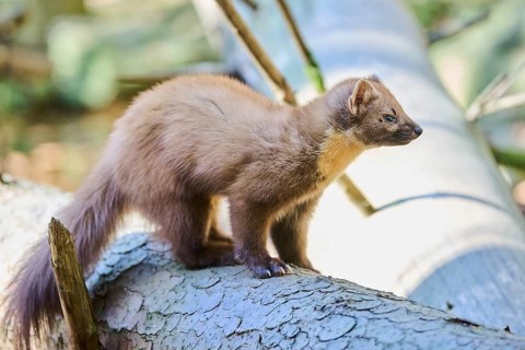 European pine marten (Martes martes) in a forest, Bavaria, Germany