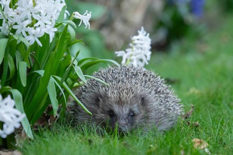 European hedgehog (Erinaceus europaeus) adult animal on a garden grass lawn next to a flower border