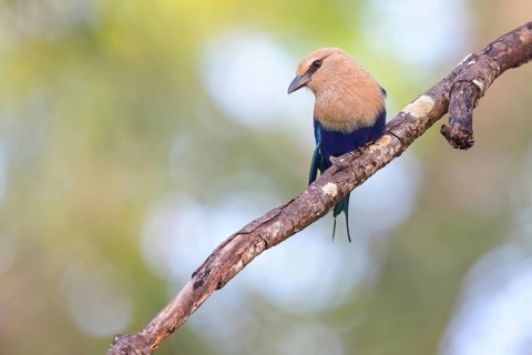 Blue-bellied roller (Coracias cyanogaster), Roller family, Marakissa Area, Marakissa, South Bank,