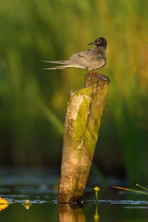 Black Tern (Chlidonias niger), Netherlands