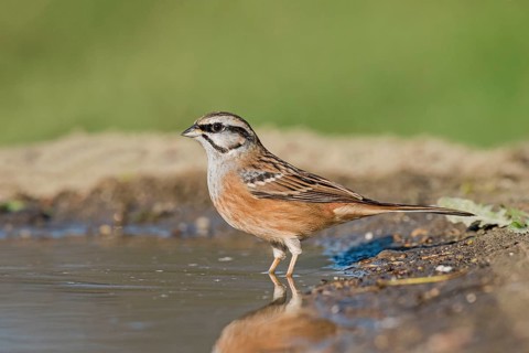 Rock Bunting (Emberiza cia) standing in a whaterhole, Aosta Valley, Italy