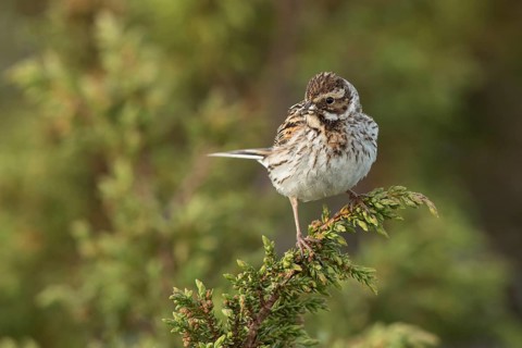 Common Reed Bunting (Emberiza schoeniclus) female with insects in its beak, Dalarna, Sweden