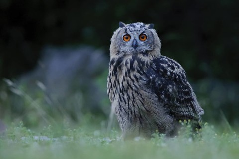 Eurasian Eagle-Owl (Bubo bubo) juvenile, North Rhine-Westphalia, Germany