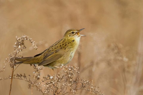 Common Grasshopper Warbler (Locustella naevia) singing, Baden-Wuerttemberg, Germany