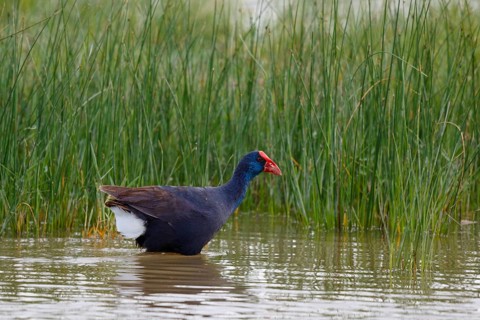 Western Swamphen (Porphyrio porphyrio) foraging, Spain
