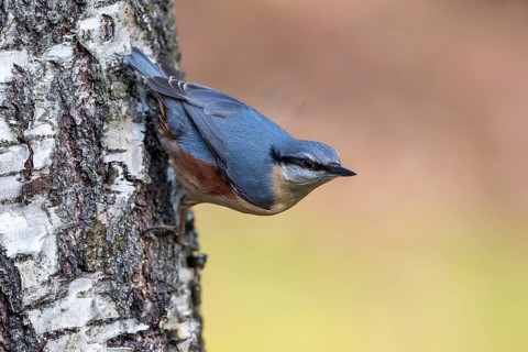 Eurasian Nuthatch (Sitta europaea), Mecklenburg-Western Pomerania, Germany