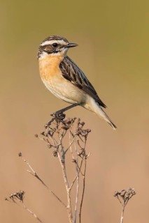 Whinchat (Saxicola rubetra) male perched on a meadow plant, Poland