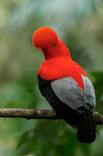 Ndean Cock of the Rock (Rupicola peruviana) perched on a branch in the Andes mountains in Colombia