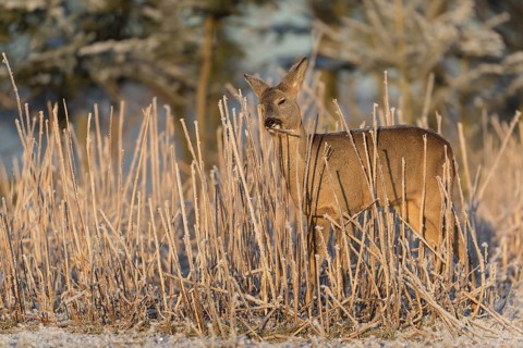 Roe deer standing in hoar frosted dead stinging nettle at minus 15 °C at sunrise. Licking off the