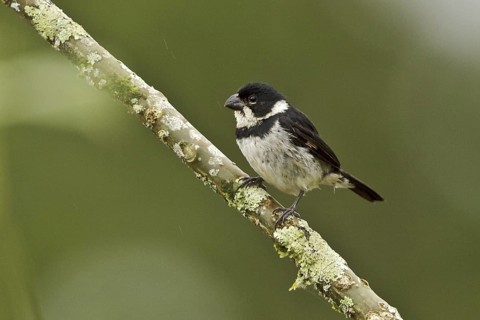 Variable Seedeater (Sporophila corvina), Ecuador