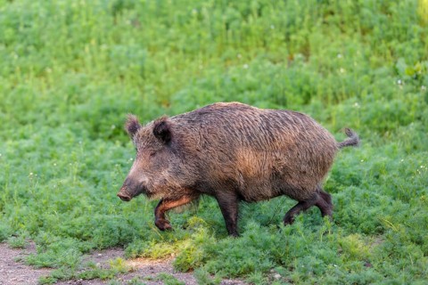 A wild boar (Sus scrofa) runs across a field of wild chamomile (Matricaria chamomilla). Bavaria,