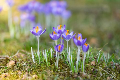 Flowering crocuses (Crocus) in the garden in springtime on a sunny day, Bavaria, Germany
