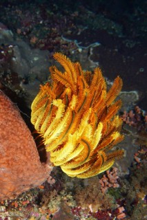 Intense orange-yellow Yellow Feather Star, Bushy Feather Star, Variable Feather Star (Comaster