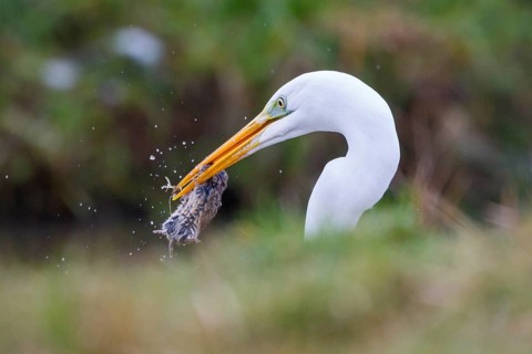 Great Egret (Ardea alba) with prey in its beak, Netherlands