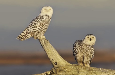 Snowy Owl (Bubo scandiacus), British Columbia, Canada