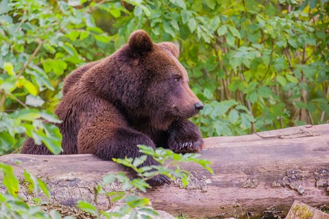 A young male Eurasian brown bear (Ursus arctos arctos) rests on a rotting log lying on the ground