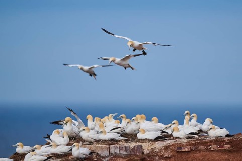 Northern gannet (Morus bassanus) flying over the cliffs, wildlife, Helgoland, Germany