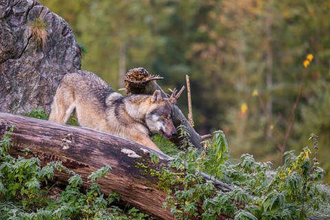 A Eurasian gray wolf (Canis lupus lupus) stretches out on a frosty morning on top of a hill, next