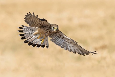 Common Kestrel (Falco tinnunculus) female flying, Eilat, Israel