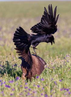 Raven (Corvus corax) attacking a black kite (Milvus migrans) . Castilla-La Mancha, Spain