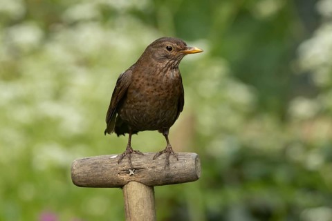 European blackbird (Turdus merula) adult female garden bird on a fork handle, Suffolk, England,
