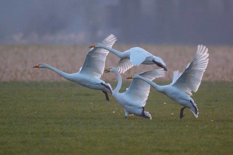 Whooper Swan (Cygnus cygnus) group taking flight, North Rhine-Westphalia, Germany