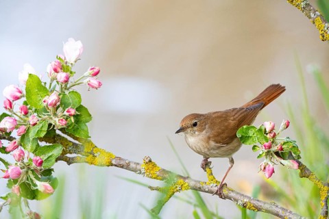 Nightingale (Luscinia megarhynchos) Germany
